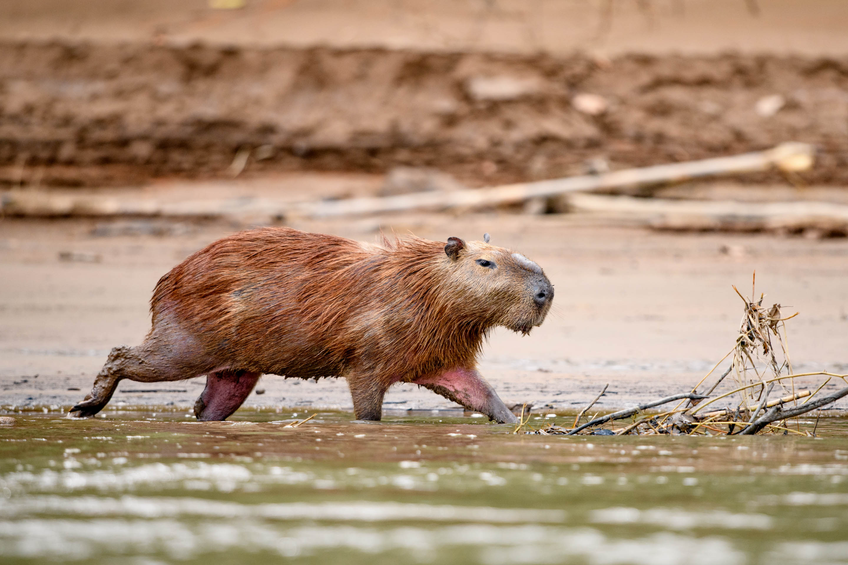 Carpincho a orillas del río Tambopata en Perú